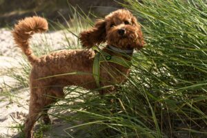 Beat the Heat: Signs of Overheating and How to Prevent It