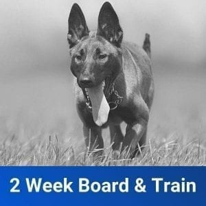 2 week board and train in canton