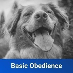 basic obedience dog training in canton