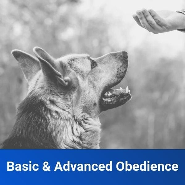 basic and advanced obedience dog training in canton