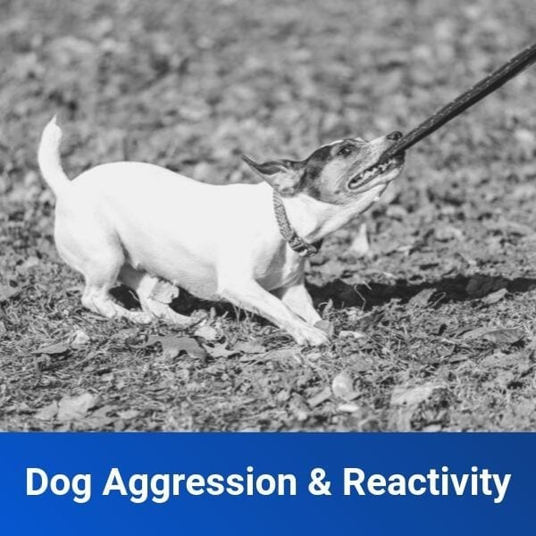 Dog Aggression & Reactivity Off Leash K9 Training Canton