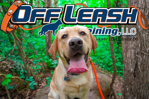 off leash board and train