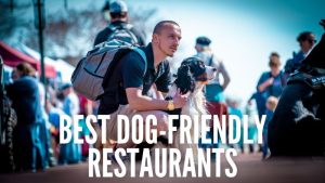best dog friendly restaurants in canton