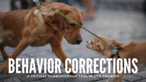 behavior corrections dog training in canton