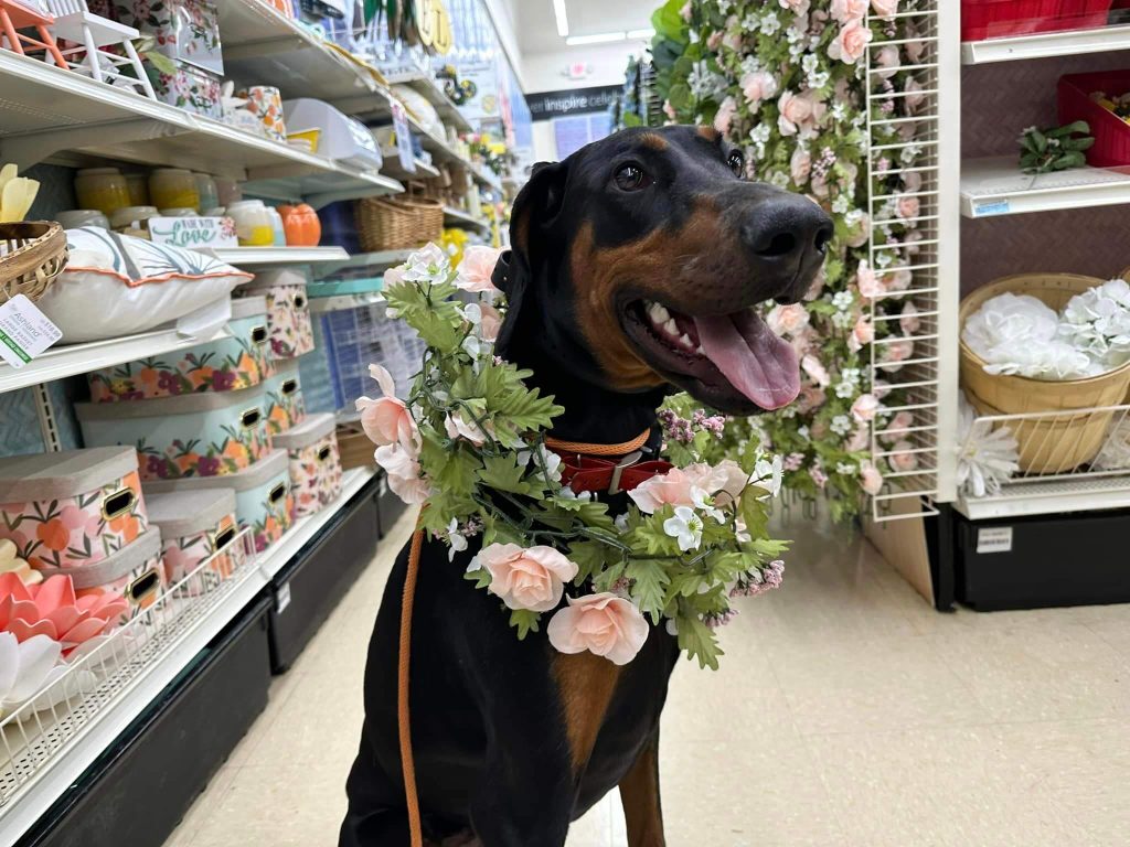 6 DogFriendly Stores in Canton, OH Off Leash K9