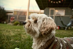 Backyard Safety for Dogs: BBQs, Kids, and Distractions