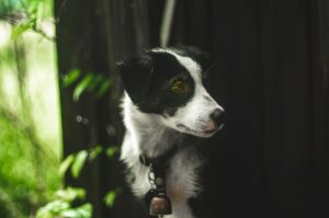 Backyard Safety for Dogs: BBQs, Kids, and Distractions