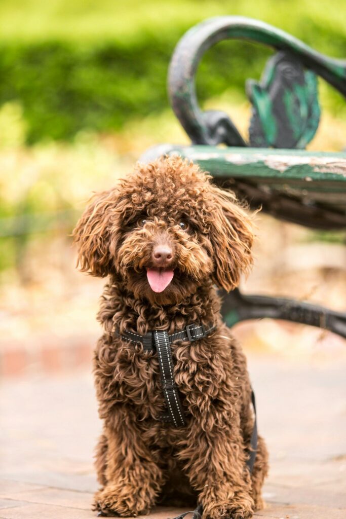 Mastering Loose Leash Walking Before Fall Adventures Begin 