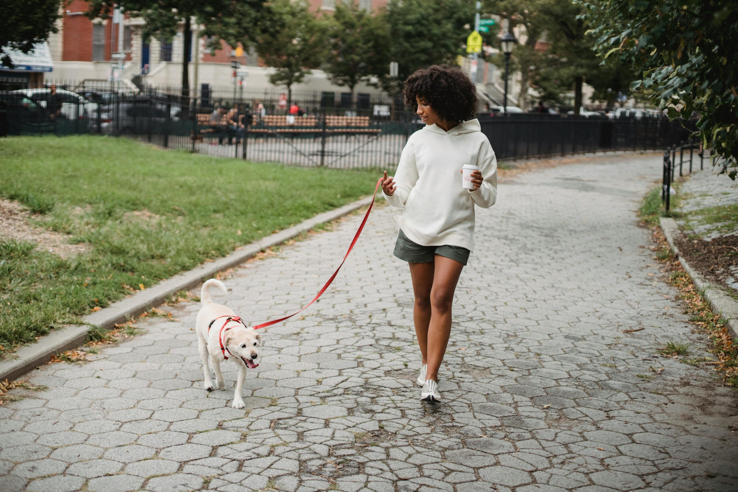 Mastering Loose Leash Walking Before Fall Adventures Begin
