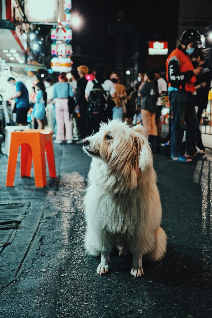 Socialization 101: Proven Confidence Boost for Dog