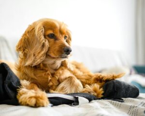 Busy Dog Owners: Proven Ways to Reinforce Training