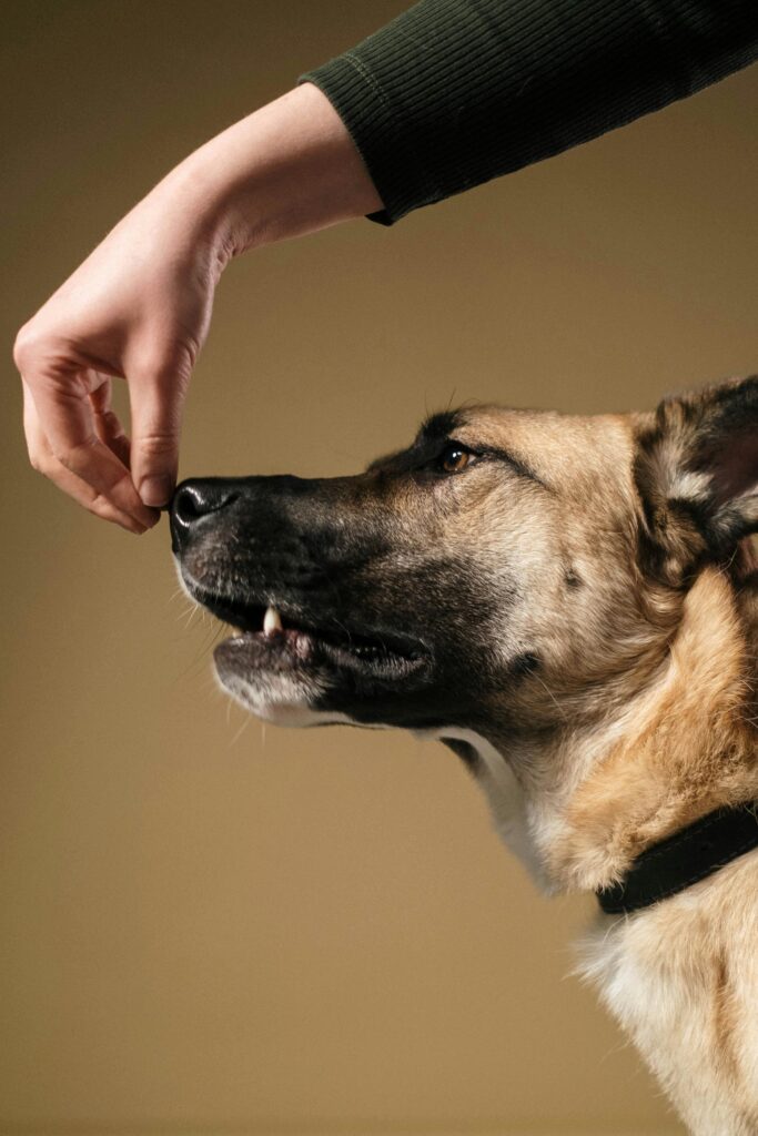 Obedience Training: A Powerful Lifelong Journey 