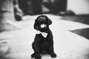 Obedience Training: A Powerful Lifelong Journey