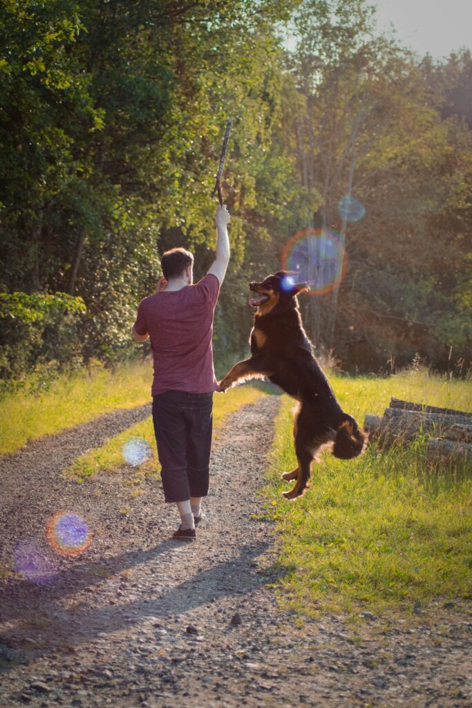 Dog Parks vs. Structured Play: What’s Better for Training?