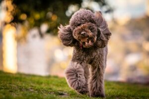 Dog Parks vs. Structured Play: What’s Better for Training?