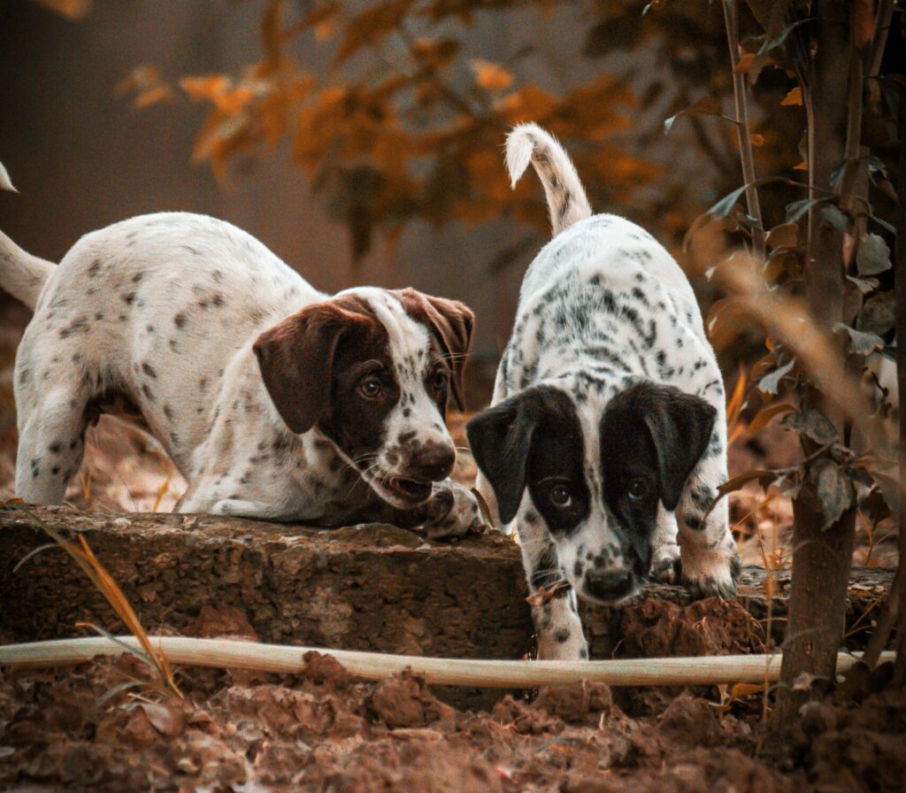 Top 5 Exciting Fall Dog Activities That Reinforce Obedience