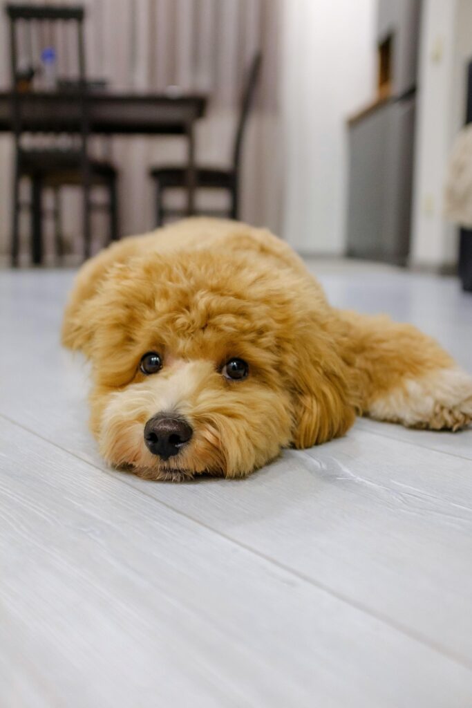 Busy Dog Owners: Proven Ways to Reinforce Training