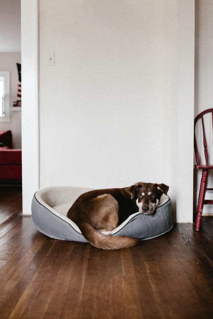 How to Introduce a New Dog and Avoid the Chaos 