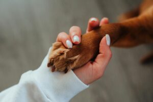 Gratitude Towards Dogs: Wonderful Lessons That Change Lives