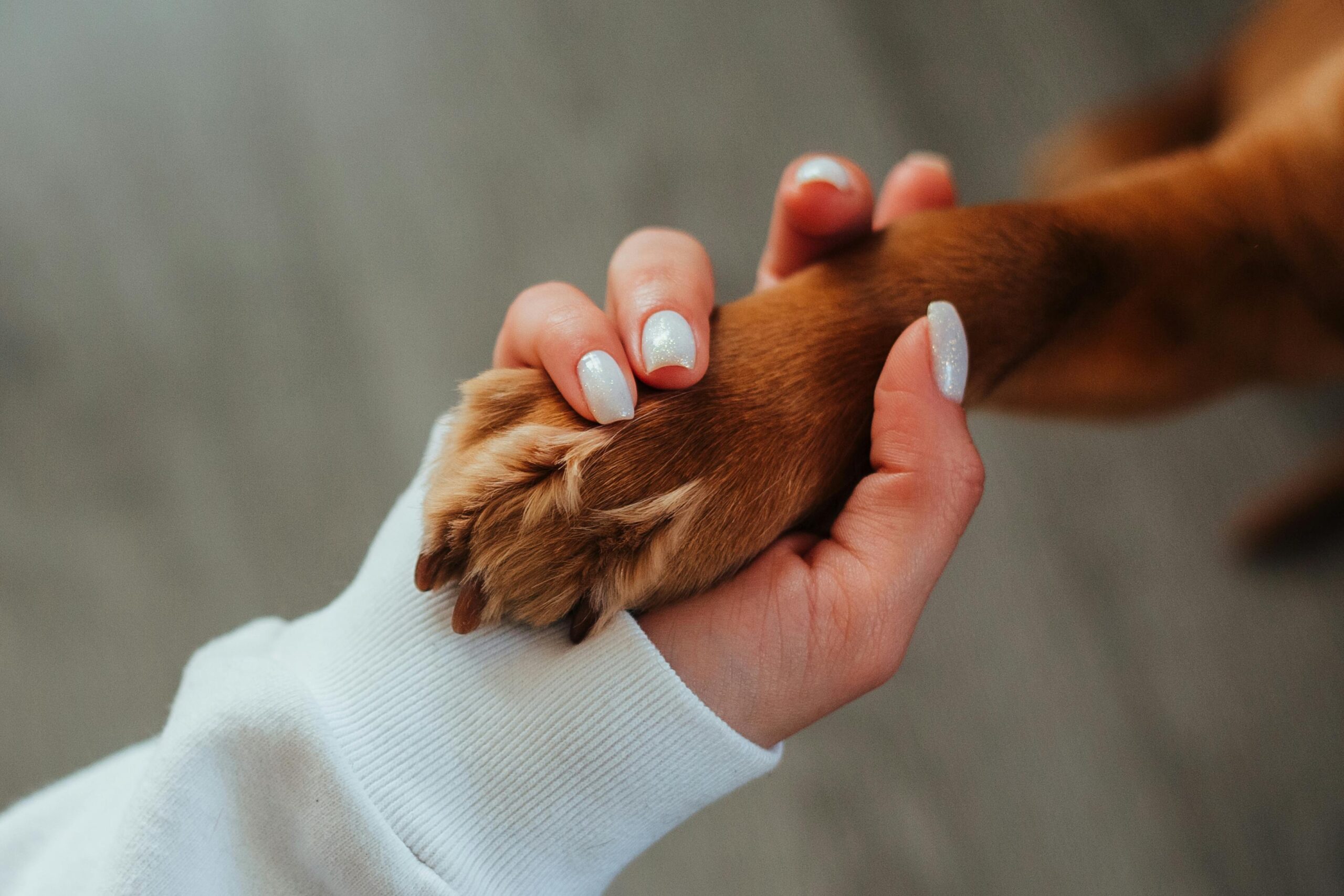 Gratitude Towards Dogs: Wonderful Lessons That Change Lives