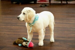 How to Introduce a New Dog and Avoid the Chaos