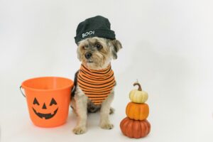 Spooky Halloween with Dogs: Fun Costumes, Candy, and Chaos