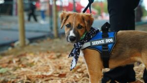 Leash Reactivity: Powerful Causes, Fixes, & Myths Explained