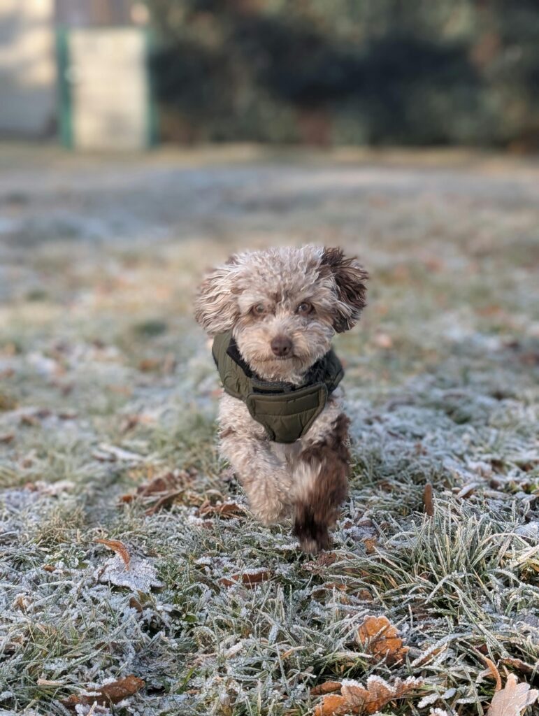Winter Dog Training: Why Cold Months Are Perfect for Maximum Progress