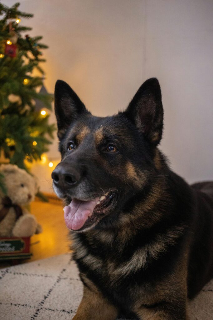 Thanksgiving Table Rules for Dogs: For a Happy Holiday