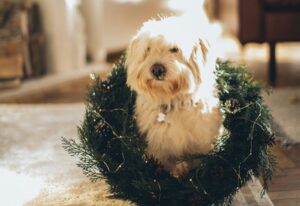 Thanksgiving Table Rules for Dogs: For a Happy Holiday